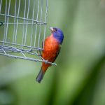 凤凰赌博平台的优势与风险:玩家必知的游戏规则与策略 7zt89