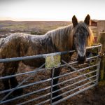 全面解析A8体育足球:赛事直播与精彩回顾 mkl8sl72r